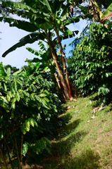 Plantain Trees located on a coffee farm in Puerto Rican mountains. Farming in Puerto Rico. Organic farm, agriculture. Fresh banana's and plantains hanging fruit. Wild Plantain trees growing in forest