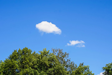 a tree with green leaves against a blue sky and small white clouds