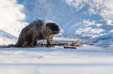 River otter in the winter
