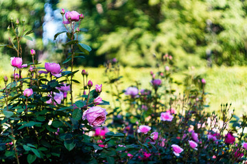 Fototapeta premium flowerbed with pink roses in a green garden