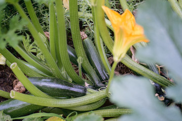 jardin courgettes