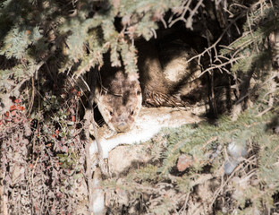 River otter in the winter