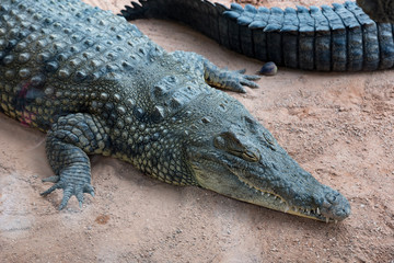 Beautiful still crocodile