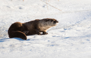 River otter in the winter