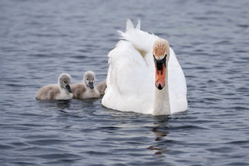 White mute swan family (Cygnus olor) swimming in lake with cute cygnets