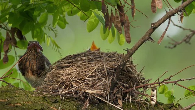 Fieldfare (Turdus pilaris) feeding chicks in nest