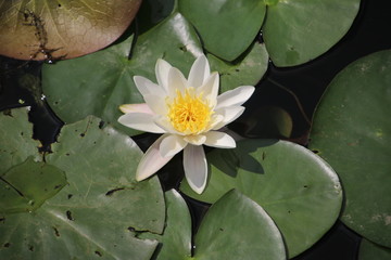 White water lily with green leaves in the ring Canal in NIeuwerkerk aan den IJssel during the summer