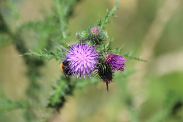 Purple flowers of the wild thistle plant in Park Hitland in the Netherlands
