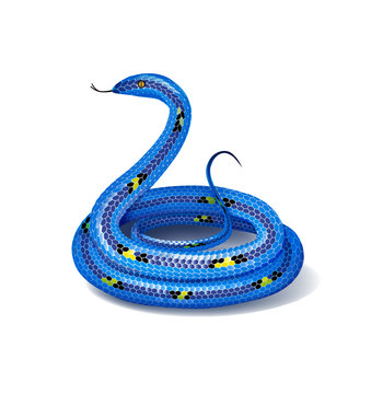 Blue mottled snake, coiled up in a ball. Isolated on white background. Vector illustration..