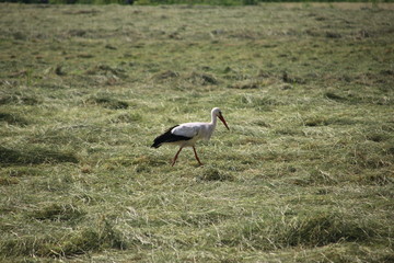 Obraz na płótnie Canvas A Stork is searching for food between the drying hay on a meadow in the Netherlands