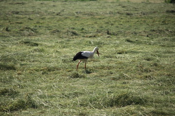 A Stork is searching for food between the drying hay on a meadow in the Netherlands