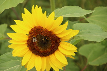 Flower head of a sunflower in the Garden in Nieuwerkerk aan den IJssel the Netherlands