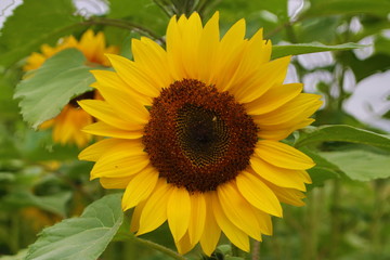 Flower head of a sunflower in the Garden in Nieuwerkerk aan den IJssel the Netherlands