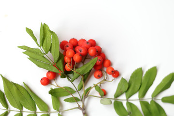 berries of red viburnum on white background