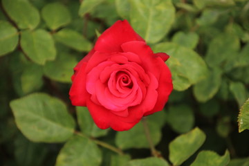 Flower head of a red rose in a rosarium growing in Boskoop the Netherlands