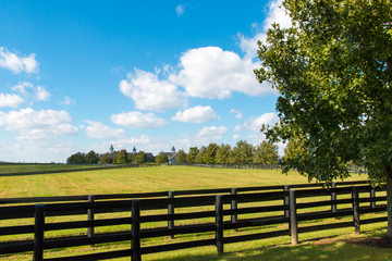 Green pastures of horse farms. Country landscape.