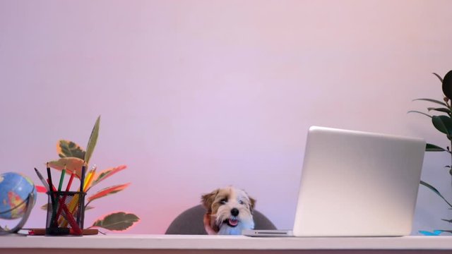 Funny jack russell terrier sitting at the table with laptop watch video at home loft studio animals work notebook