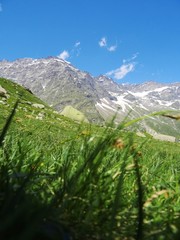 The Alps with its woods and glaciers near Monte Rosa and the town of Macugnaga, Italy - July 2019.