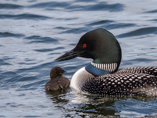 A baby common loon chick swimming with its parent  © FotoRequest