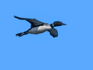 Common Loon in Flight on Blue Sky