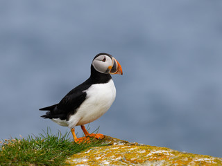Atlantic Puffin Standing on Cliff Ledge on Blue Background