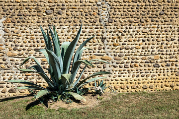 Aloe against a wall