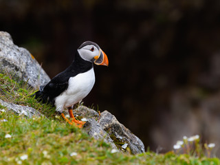 Atlantic Puffin Standing on Cliff's Ledge Portrait on Dark Brown Background