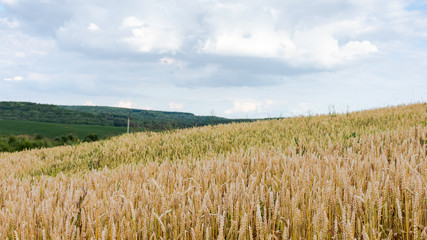 Field with young ears of wheat and green hills, grain crops, agriculture