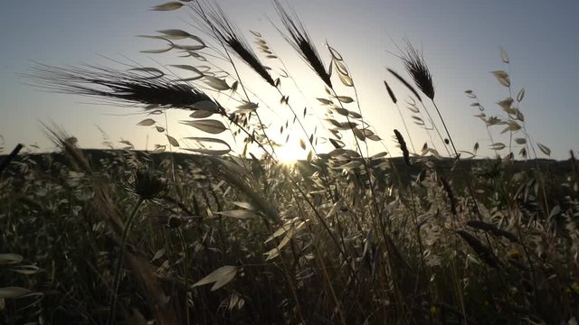 Spighe di grano al tramonto
