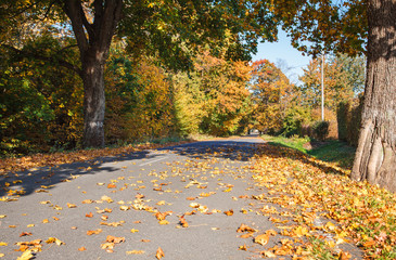 new modern asphalt road in the forest