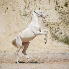 Beautiful white rearing Arabian horse with long mane against sandy background