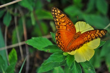 butterflying
