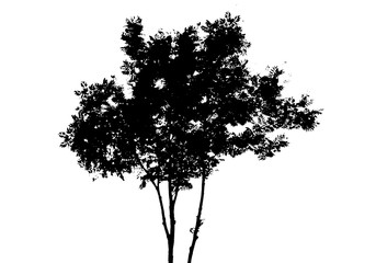 Black tree silhouette. Isolated on white background. Vector nature illustration