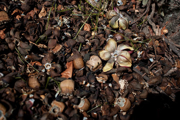naturaleza muerta