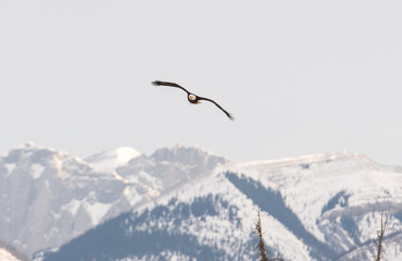 Bald eagle flying in the winter