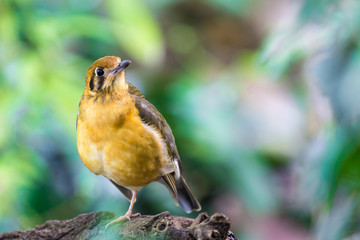 yellow bird