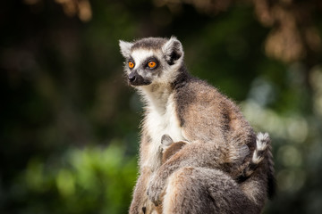 lemur