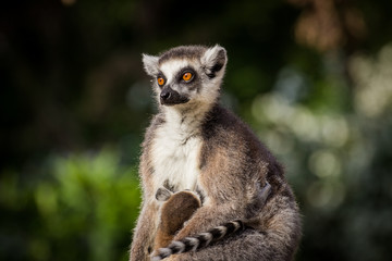 Obraz premium lemur
