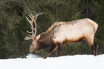 Bull elk