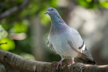 pigeon