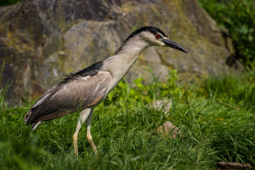 heron in flight