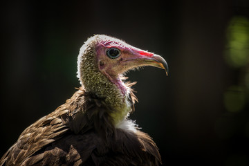 portrait of a vulture