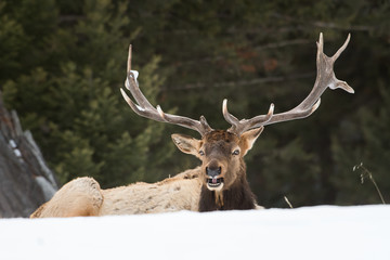 Fototapeta premium Bull elk