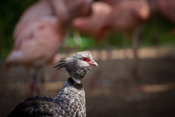 portrait of pheasant