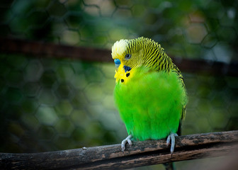 periquito australiano