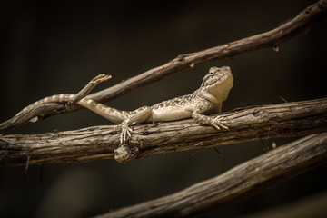 lizard