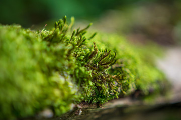 Green moss on a tree branch.