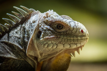lizard