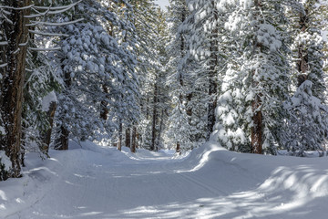 Cross-Country Skiing