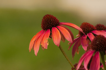 red flower on a green background